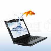 gold fish on notebook screen