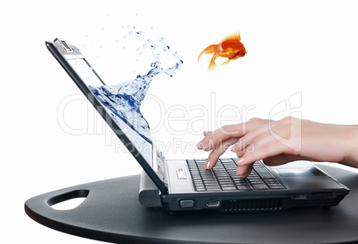 gold fish on notebook screen