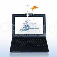 gold fish on notebook screen