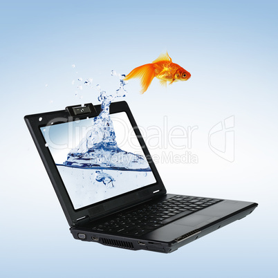 gold fish on notebook screen