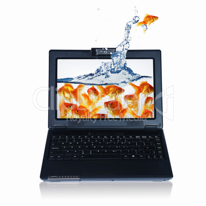 gold fish on notebook screen