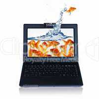 gold fish on notebook screen