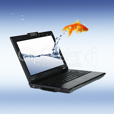 gold fish on notebook screen