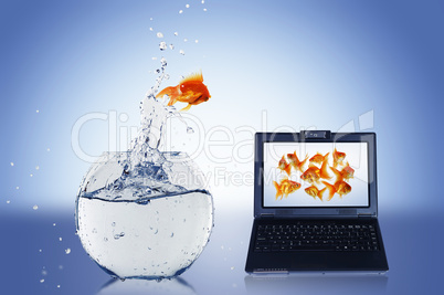 gold fish on notebook screen