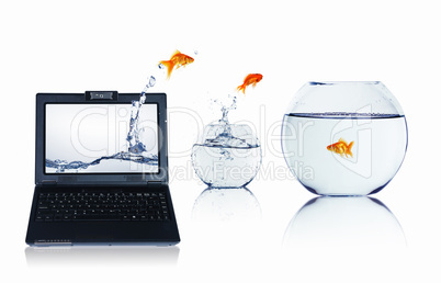 gold fish on notebook screen