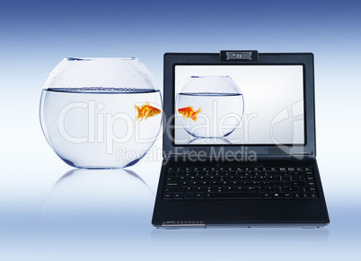 gold fish on notebook screen