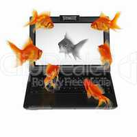 gold fish on notebook screen