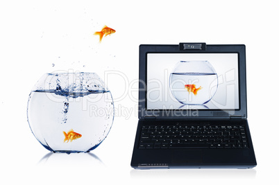 gold fish on notebook screen