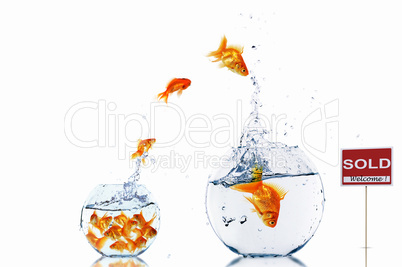 gold fish in a fishbowl