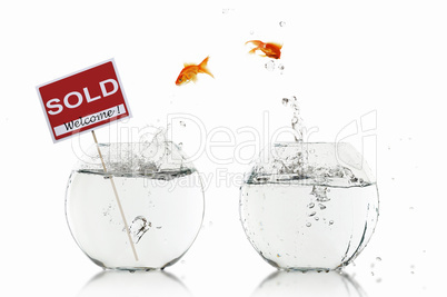 gold fish in a fishbowl