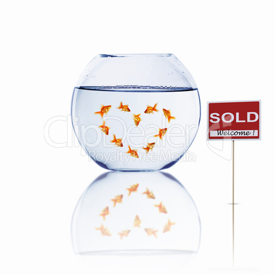 gold fish in a fishbowl