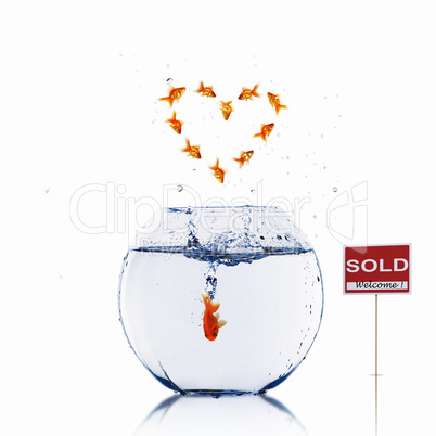 gold fish in a fishbowl