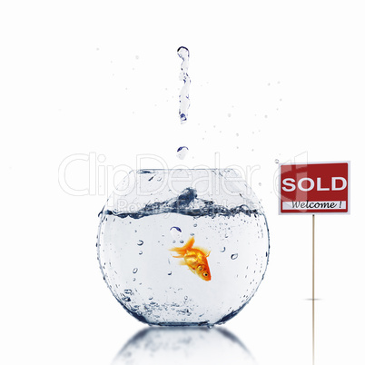 gold fish in a fishbowl