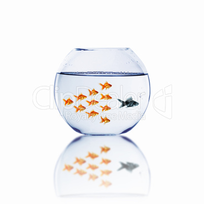 gold fish together