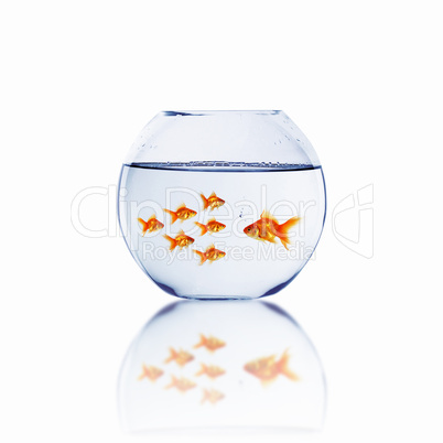 gold fish together