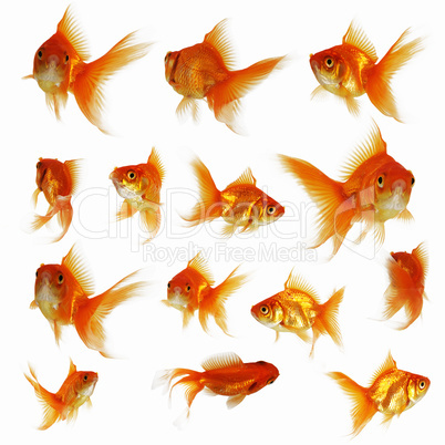 gold fish together