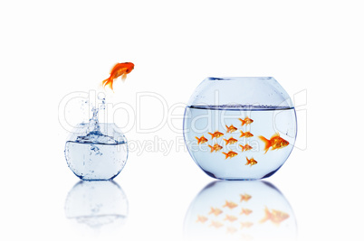 gold fish together