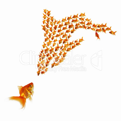 gold fish together