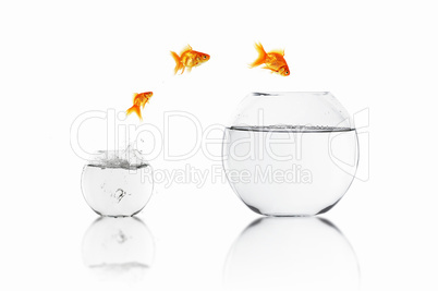 gold fish together