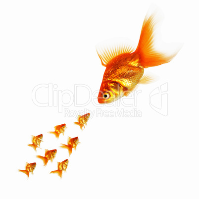 gold fish together