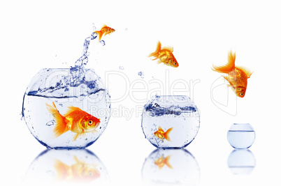 gold fish together