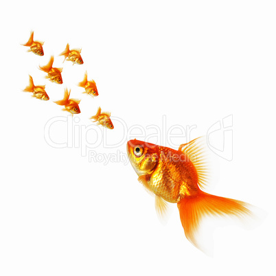 gold fish together