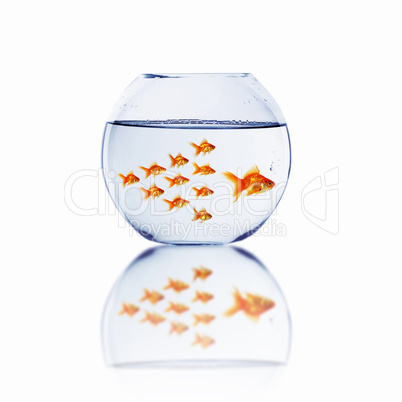 gold fish together