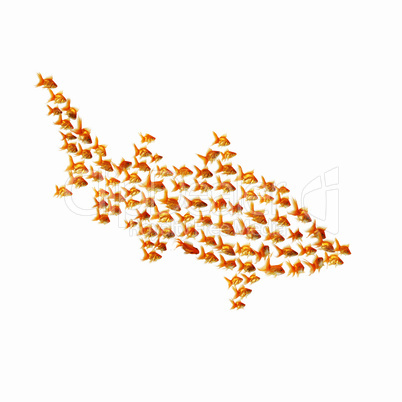 gold fish together