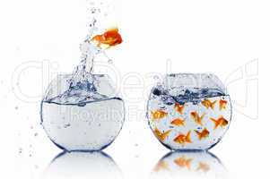 gold fish together