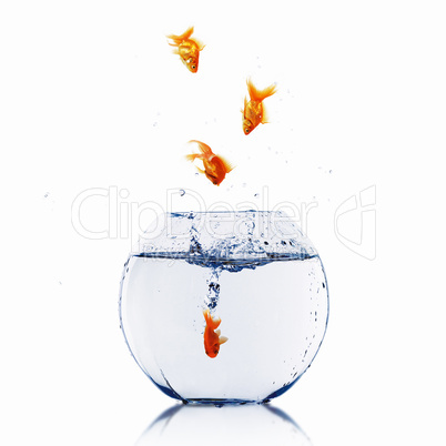 gold fish together