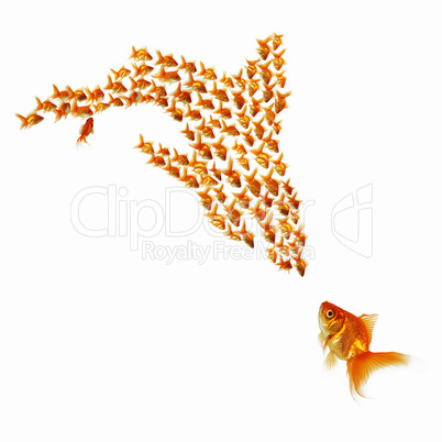 gold fish together