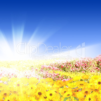 flower meadows with shining sun