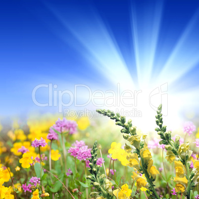 meadow full of flowers