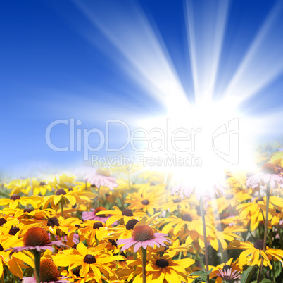 flower meadows with shining sun