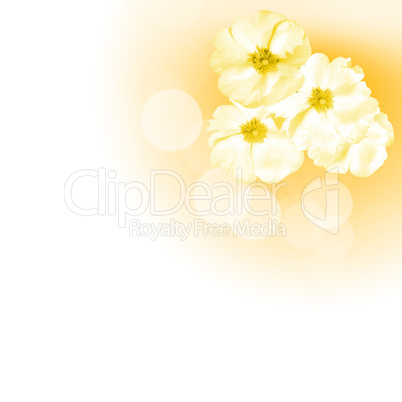 flowers on the white background