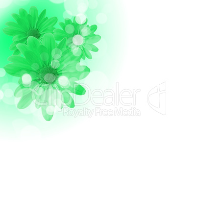 flowers on the white background