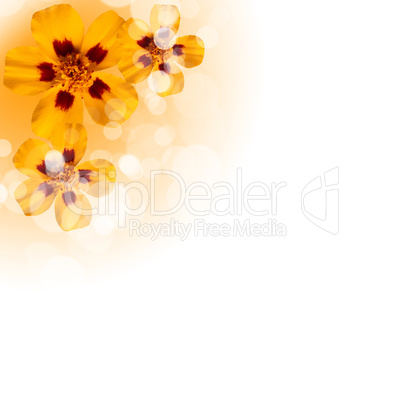 flowers on the white background