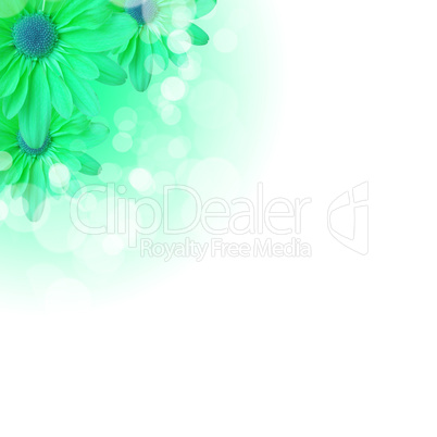 flowers on the white background