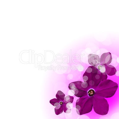 flowers on the white background