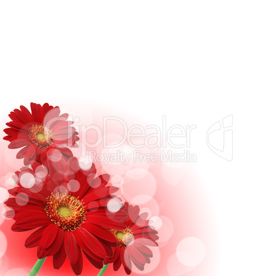 flowers on the white background