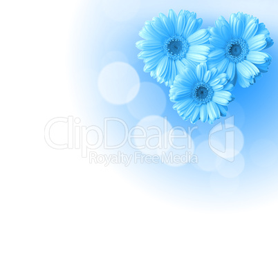 flowers on the white background