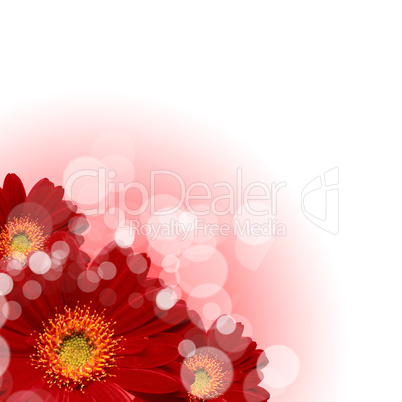 flowers on the white background