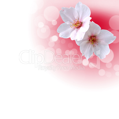 flowers on the white background