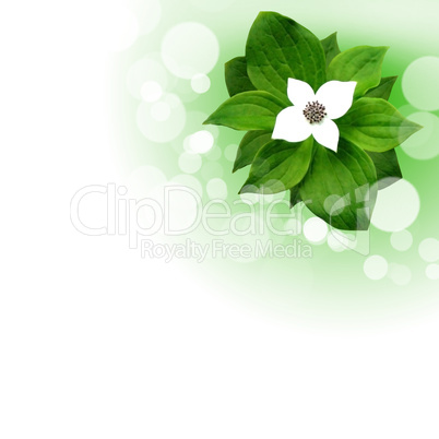 flowers on the white background