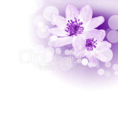 flowers on the white background