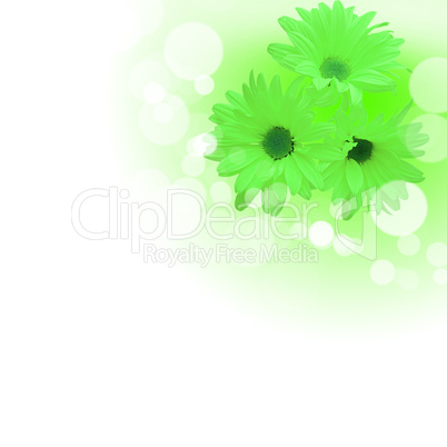 flowers on the white background