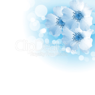 flowers on the white background