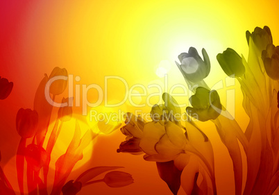 Illustration of floral colour background