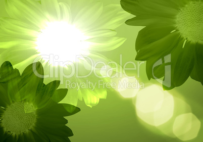 Illustration of floral colour background