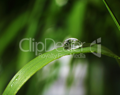 drop of dew